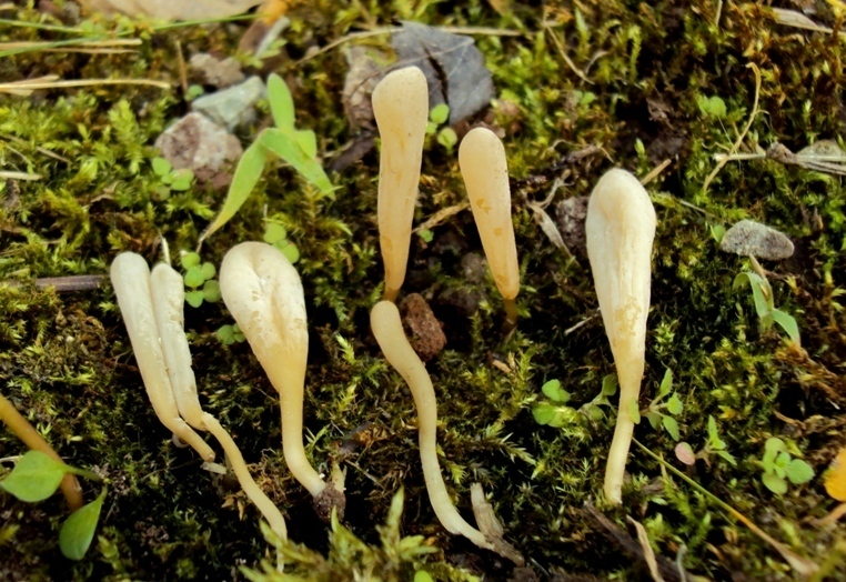bulimia fungina al parco
